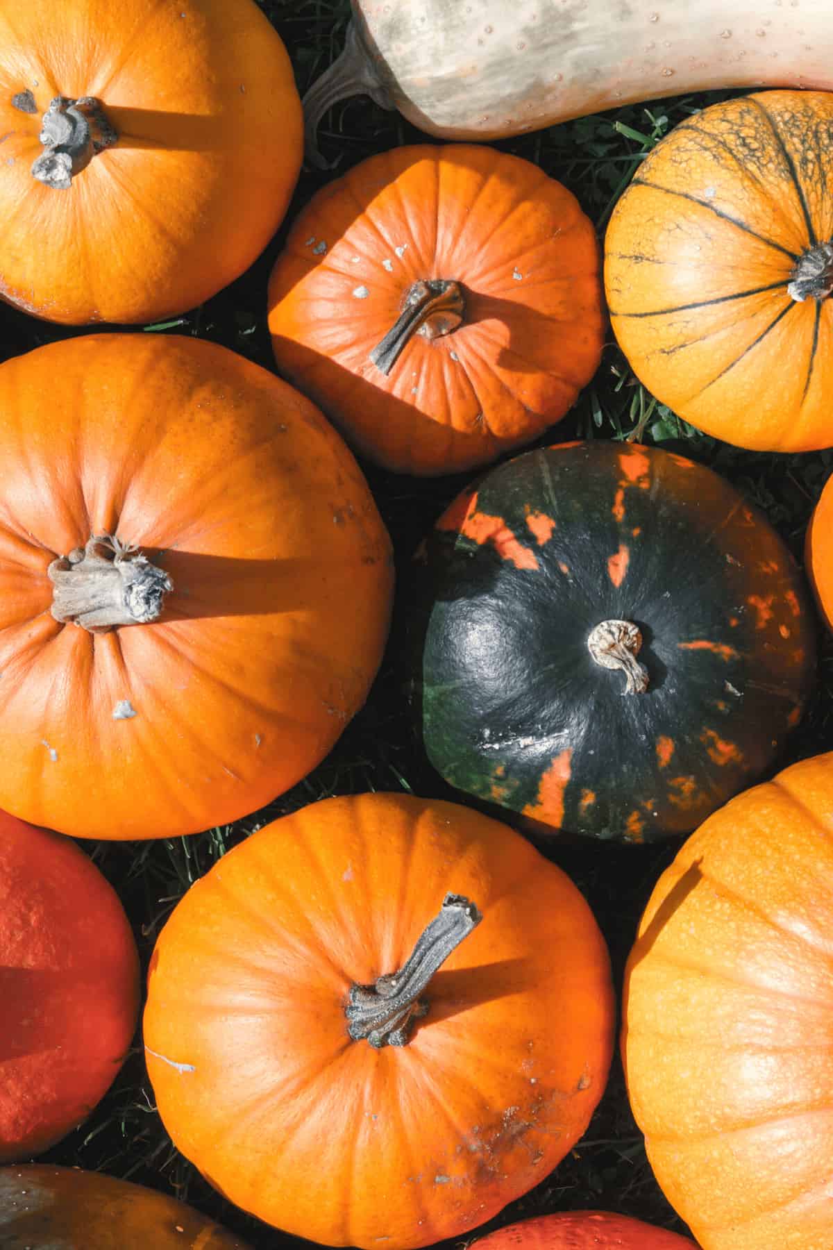 Pumpkin type for puree