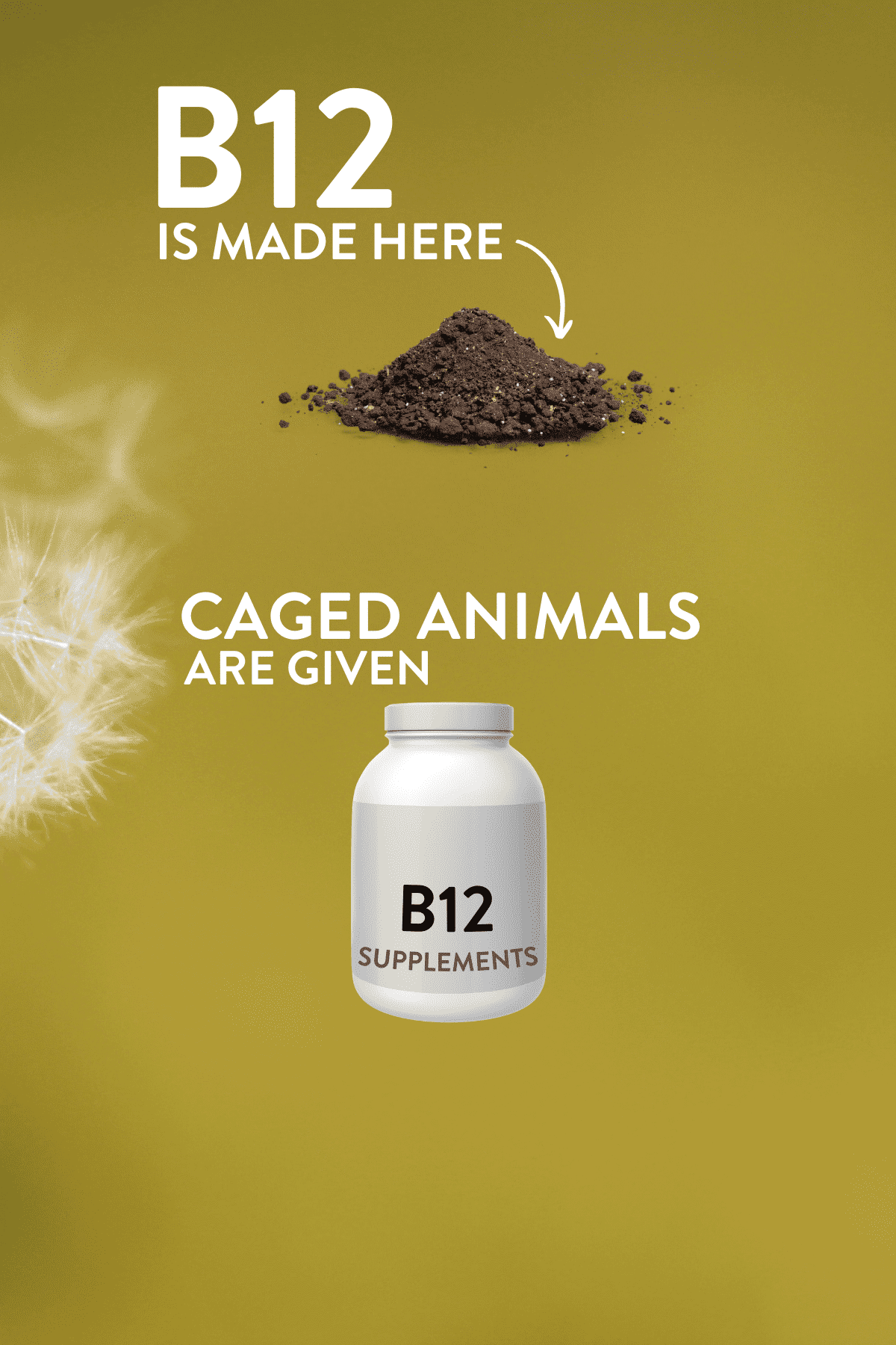 Where Does B12 Come From?