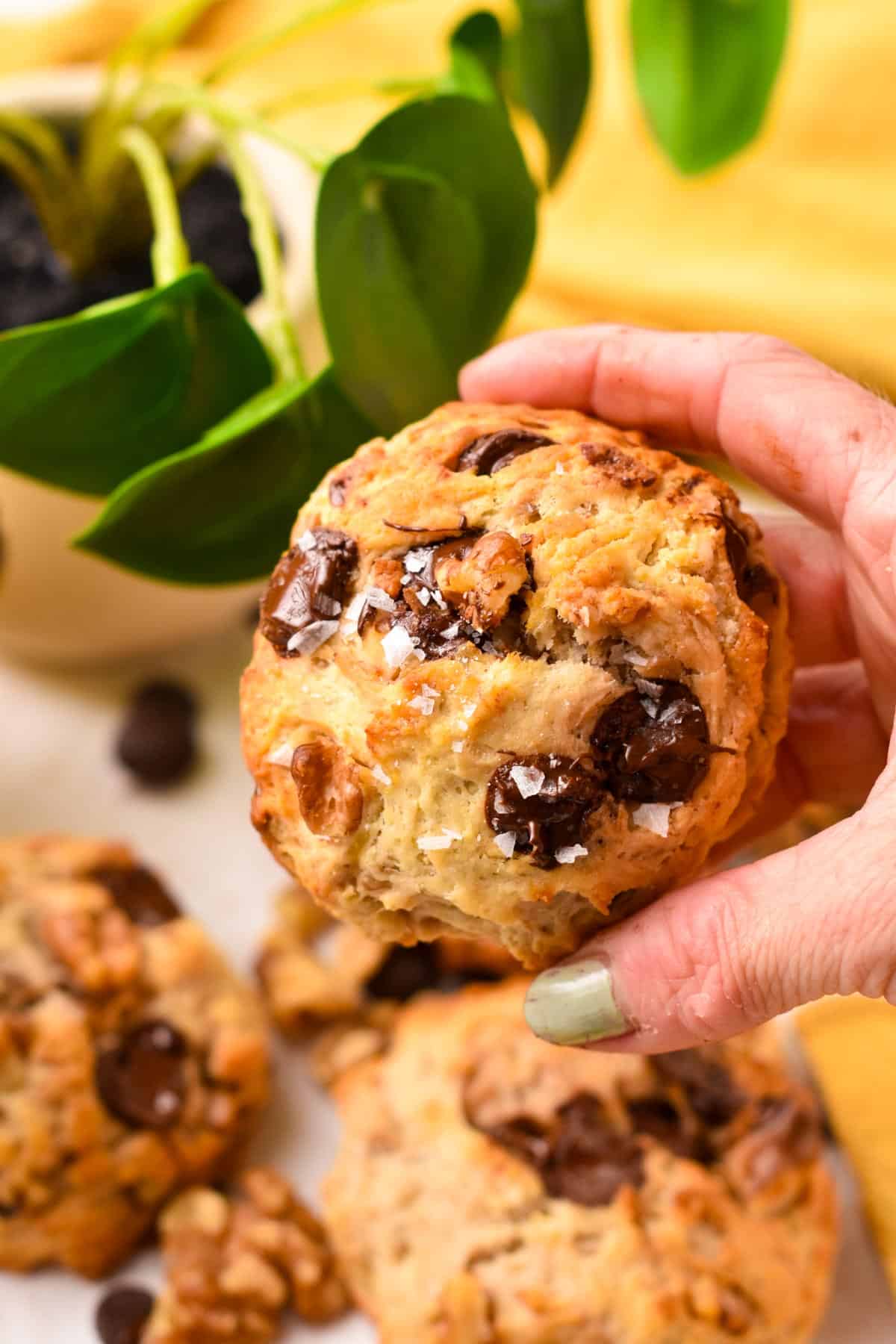 a hand holding a large thick banana cookies with walnuts and chocolate chips and flaky salt.